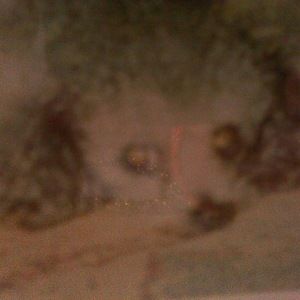 Meet your Posher, Van